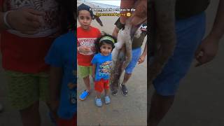 🐙 Rescue Mission: This octopus got a second chance 🥺