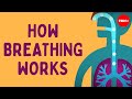 Understanding Breathing and Its Impact