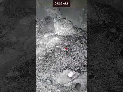 Rat chaos with @rtiarms.eu mora paired with @HIKMICROOutdoor #nightvision #pestcontrol #viral