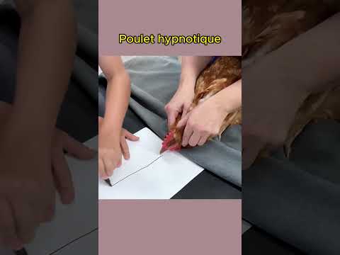 Poulet hypnotique |Sciences intéressantes #short #shorts