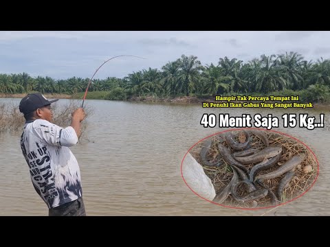 Seperti mancing di kolam..! Cukup dengan 1 jenis umpan bisa menghasilkan banyak ikan || spot terbaik