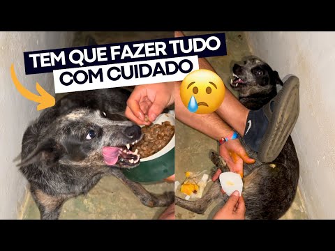 SE ELA É ARISCA E MEDROSA, COMO CUIDAMOS DELA? 🤔