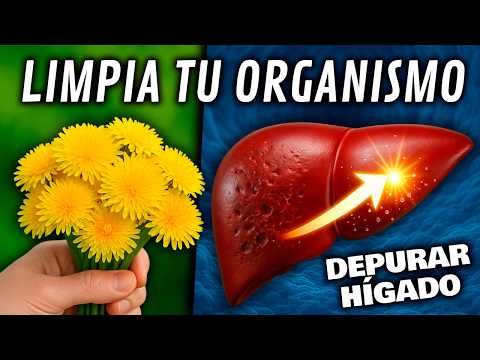 ELIMINA TOXINAS y LIMPIA tu HÍGADO con ESTA PLANTA MEDICINAL 🌿 (Propiedades del Diente de León)