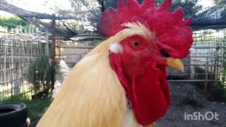 TE MUESTRO COMO SON MIS GALLOS DÉ YOUTUBE