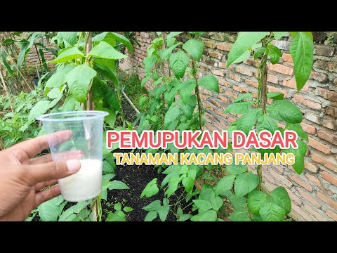 Cara pemupukan dasar kacang panjang!