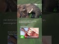 Elephants and Their Unique Dental Adaptations