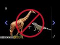 Iguana Breeding and Genetic Variations