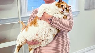 Chonky Cats in Rehab… and Winning Big! 🏆 | Obese Cat Diet Story