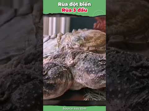 Con rùa với chiếc đầu thứ 3 #onhachoimotminh #ruadotbien #xomrua #ruacanh #nuoirua