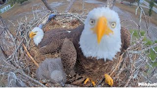 SWFL Eagles ~ F23 Sees Her REFLECTION In Cam & Does FUNNY BOB & WEAVE HEAD DANCE! 😂 💖 😂 1.11.26