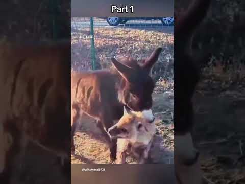 #shortsvideo #wildlife #wildanimal