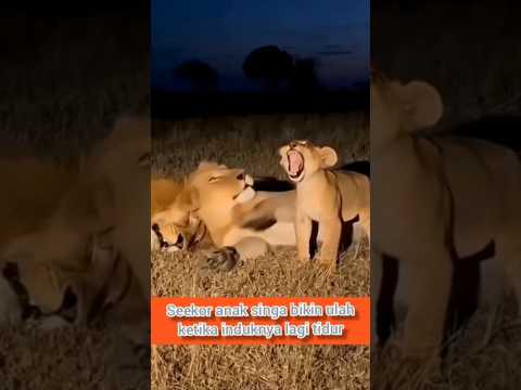 seekor anak singa bikin ulah sampai kena pukul sama induknya yang lagi tidur #animals #leopard #cat