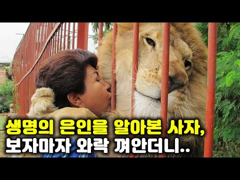 죽을 위기에서 구해준 여성을 발견한 사자