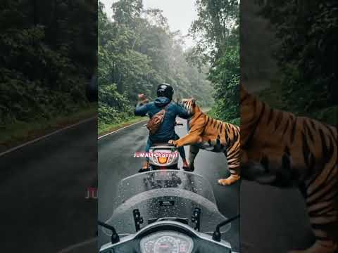 Pengendara Motor Ini Tak Sadar Harimau Mengintainya