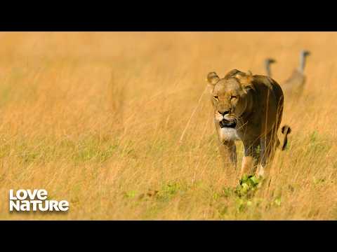 Lions Enter Hyena Dominated Plains | Guardians of the Wild 104