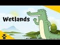 Wetlands Characteristics and Differences