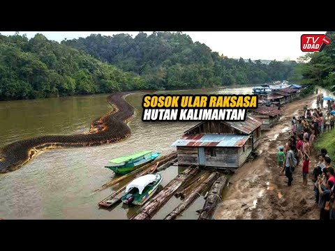 Warga Gempar! Ular Raksasa Sepanjang 60 Meter Terlihat Lagi, Muncul di Sungai Hutan Kalimantan