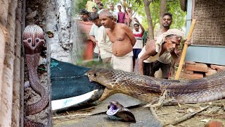 Indian Cobra Rescue 😱