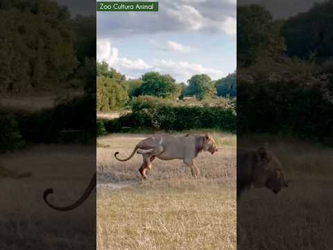 Wild : This lion has a horn stuck in its leg !