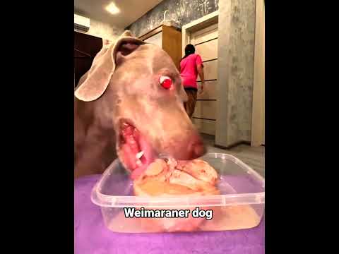 Dog loyalty test part 1 short video #shorts