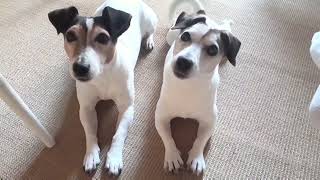 Jack Russell Terrier fighting vacuum cleaner