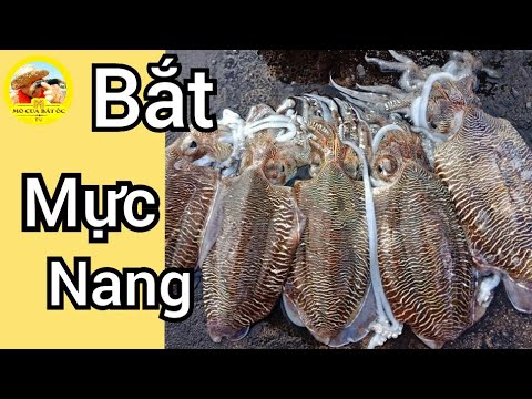 videos đi bắt hải sản #391 bắt hải sản ở biển Vũng Tàu Phải đi vào lúc nước rút.