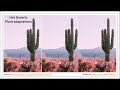 Desert Plant Adaptations and Survival