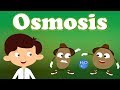 Exploring the Principles of Osmosis