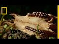 Wildlife Tracking and Discovery