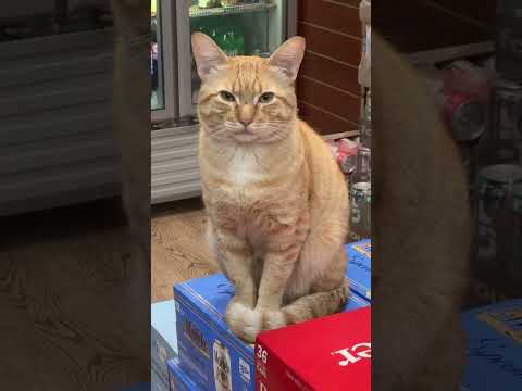 I hate when people yell unnecessarily ๐๐ anyway hereโs ginger yall #catoftheday #cat @manniesopretty