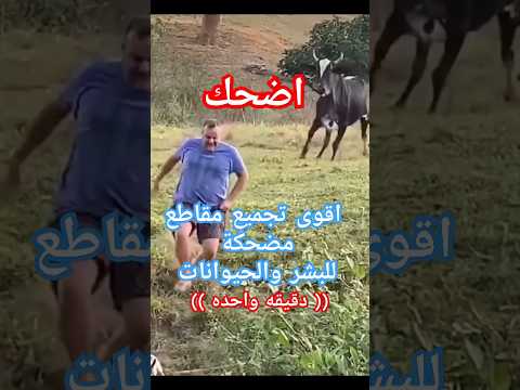 مضحك : افضل تجميع مقاطع مضحكة للبشر والحيوانات #funny #جديد #كوميديات #comedy #ضحك #animals #البرية
