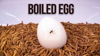 10 000 Mealworms vs. Boiled Egg