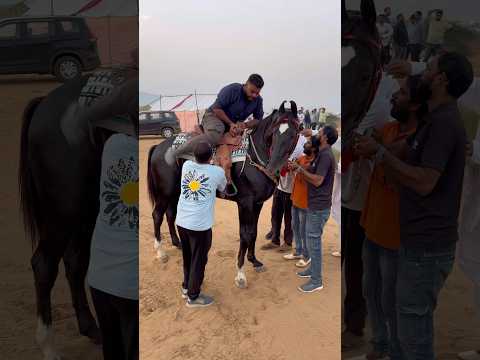 Viral Ghoda Agya Pushkar De Mele Te 🐎🔥 #shorts #horse #viral #ghoda #horseshow #mela #punjab