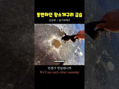 동면하던 황소개구리 급습