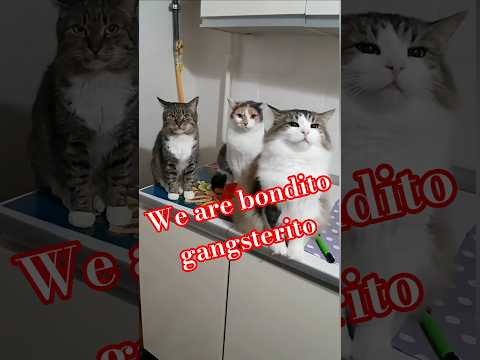 Котомафия на ЧИЛЕ😽 Посиделки-полежалки😻 #видосыоткота #funny #cat #shortsvideo