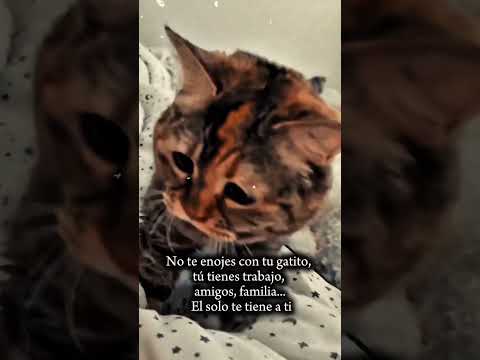 Lindo Gatito! #gatos #gatitos #mascotas