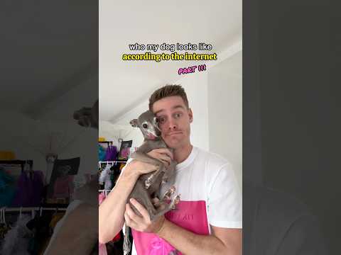 Who My Dog Looks Like According To The Comments Section - Part III