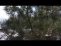 Nursery Operations and Tree Management