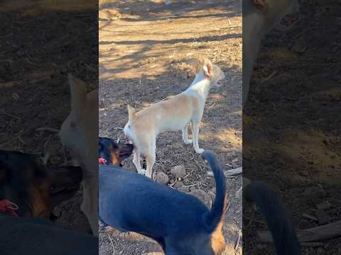 Amazing dog 🥰 #dog #shorts #animals #funny #viral