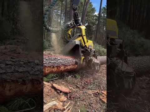 “Harvester Power:Crushing with Precision🌲✨” #lumberjack #forest #johndeere #harvester #viralvideo
