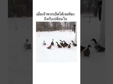 เมื่อเจ้าเป็ดเจอหิมะ ถึงกลับเปลี่ยนใจ