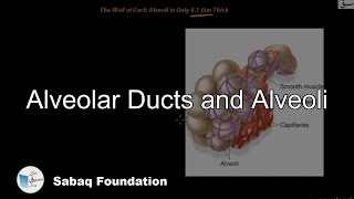 Alveolar Ducts and Alveoli
