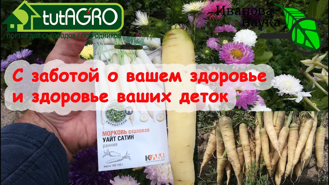 Белая морковь - подарок для вашей печени! Кому противопоказана оранжевая морковь? Морковь уайт сатин