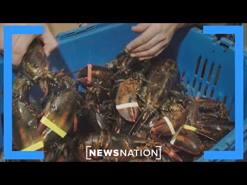 YouTube video thumbnail: $400k Worth of Lobster Presumed Stolen
