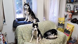 Huskies cuidando la casa