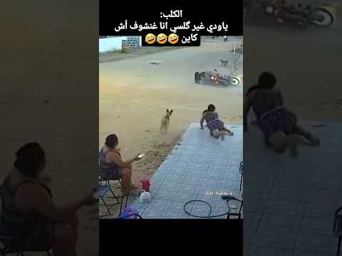ههههه الكلب مسابق معاها حتى هوا🐶😅 #اكسبلور #ضحك #memes #funny