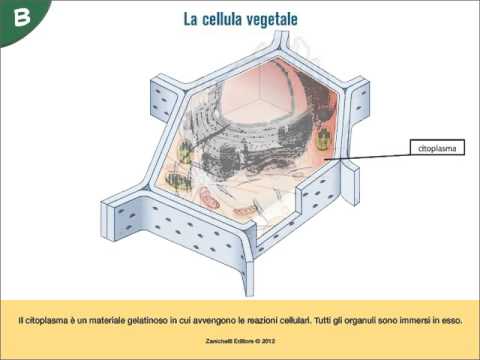 diagramma di cellule vegetali e cellule animali per bambini