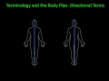 Anatomical Terminology and Positions