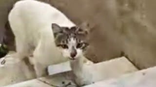 بدأت قناة "حيونات مثيرة" بثًا مباشرًا