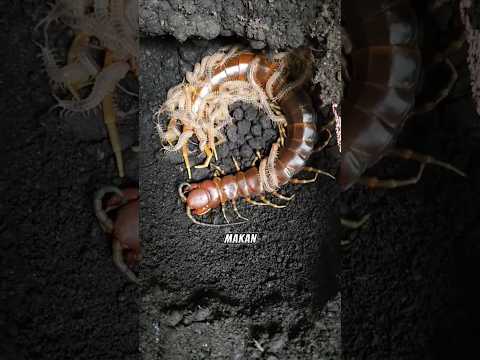 bentuk pengorbanan tertinggi di dunia hewan. adalah lipan 🥹